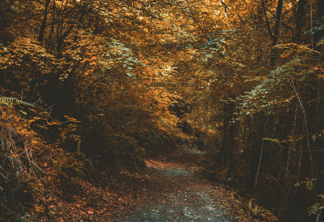 Supporting The Body and Mind Through Autumn