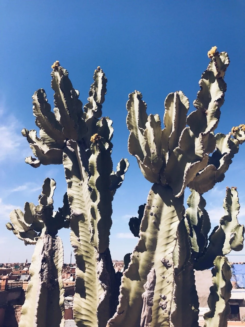 unnamed2 (3) Large.jpeg