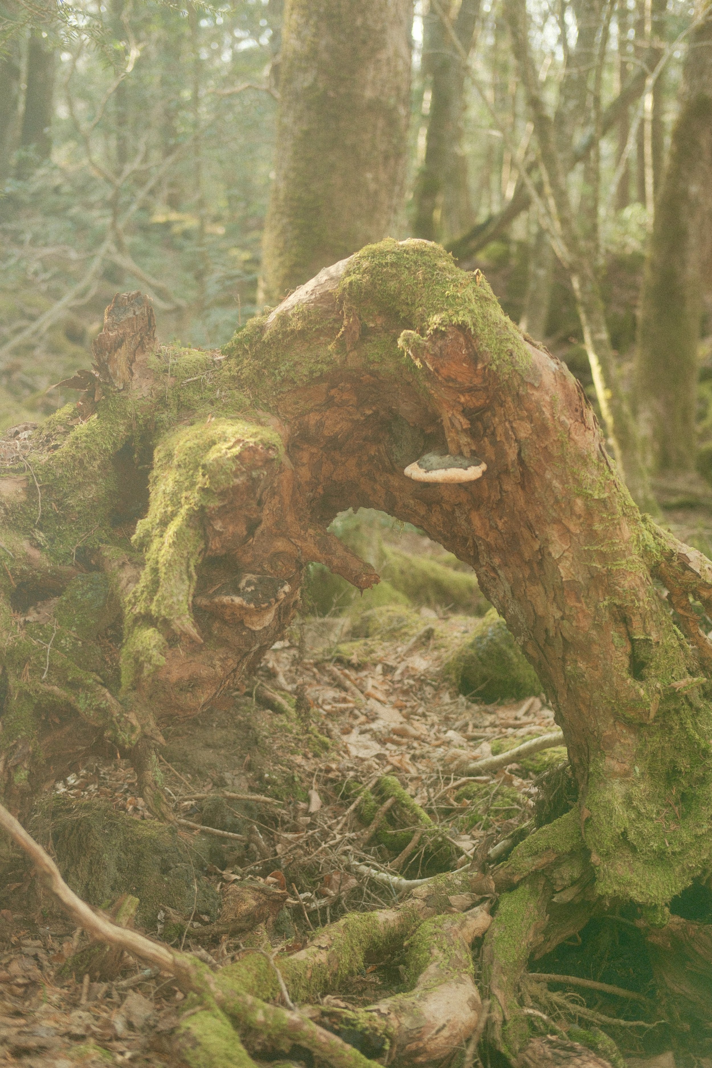 DSCF2618 2.JPG