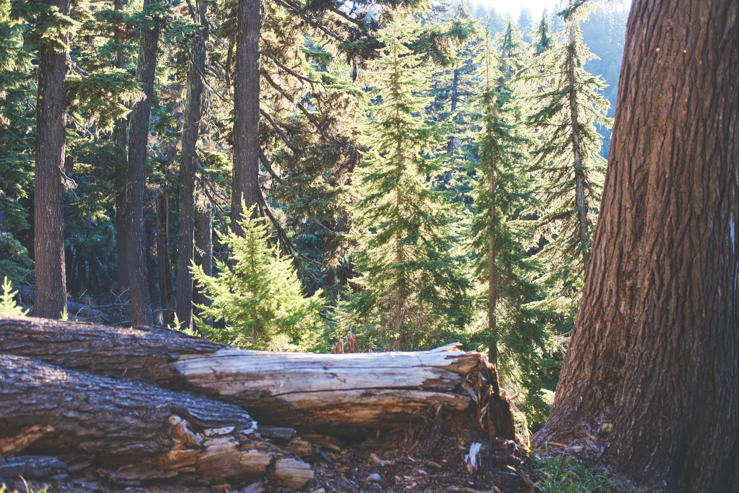 South Sister Trail. Bend, Oregon
