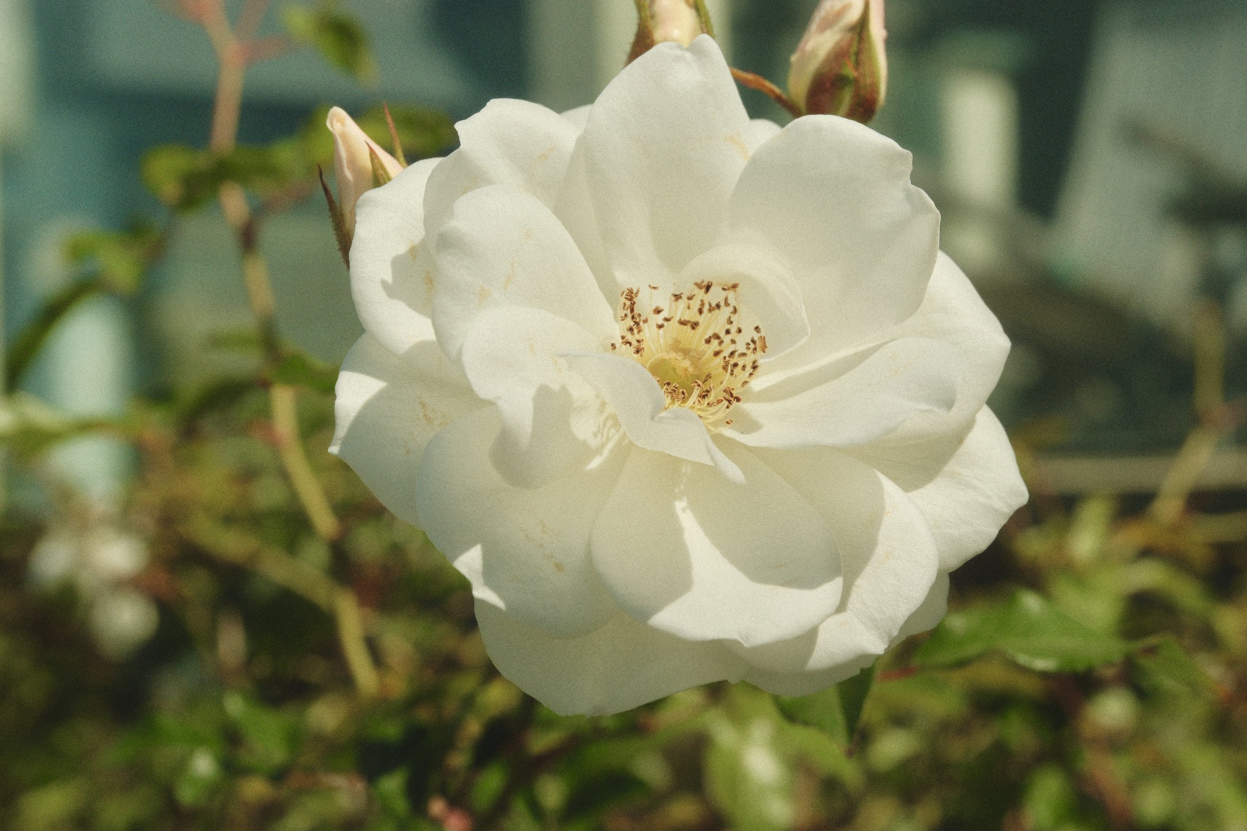 Chinese Rose, LA