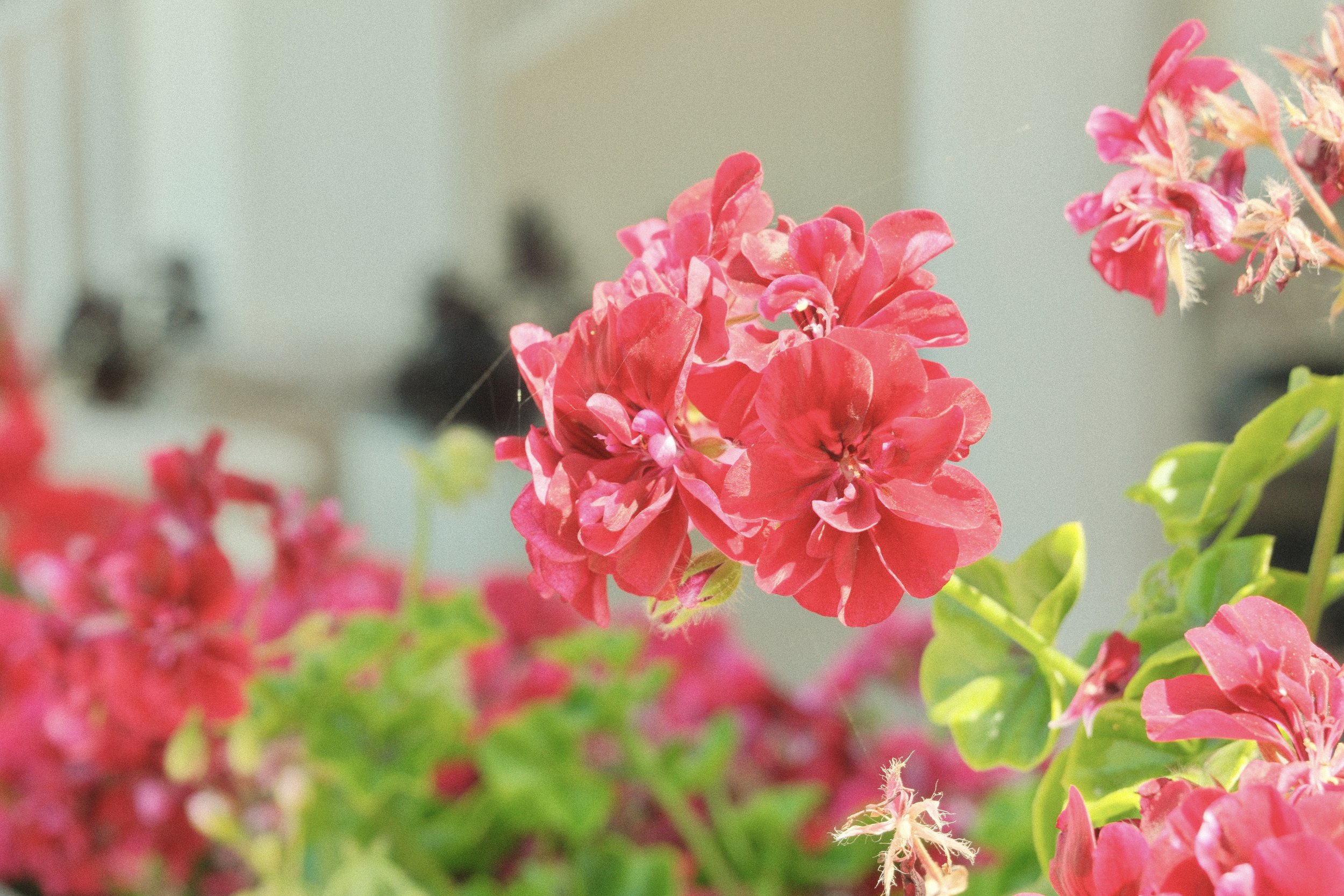 Ivy Geranium, LA