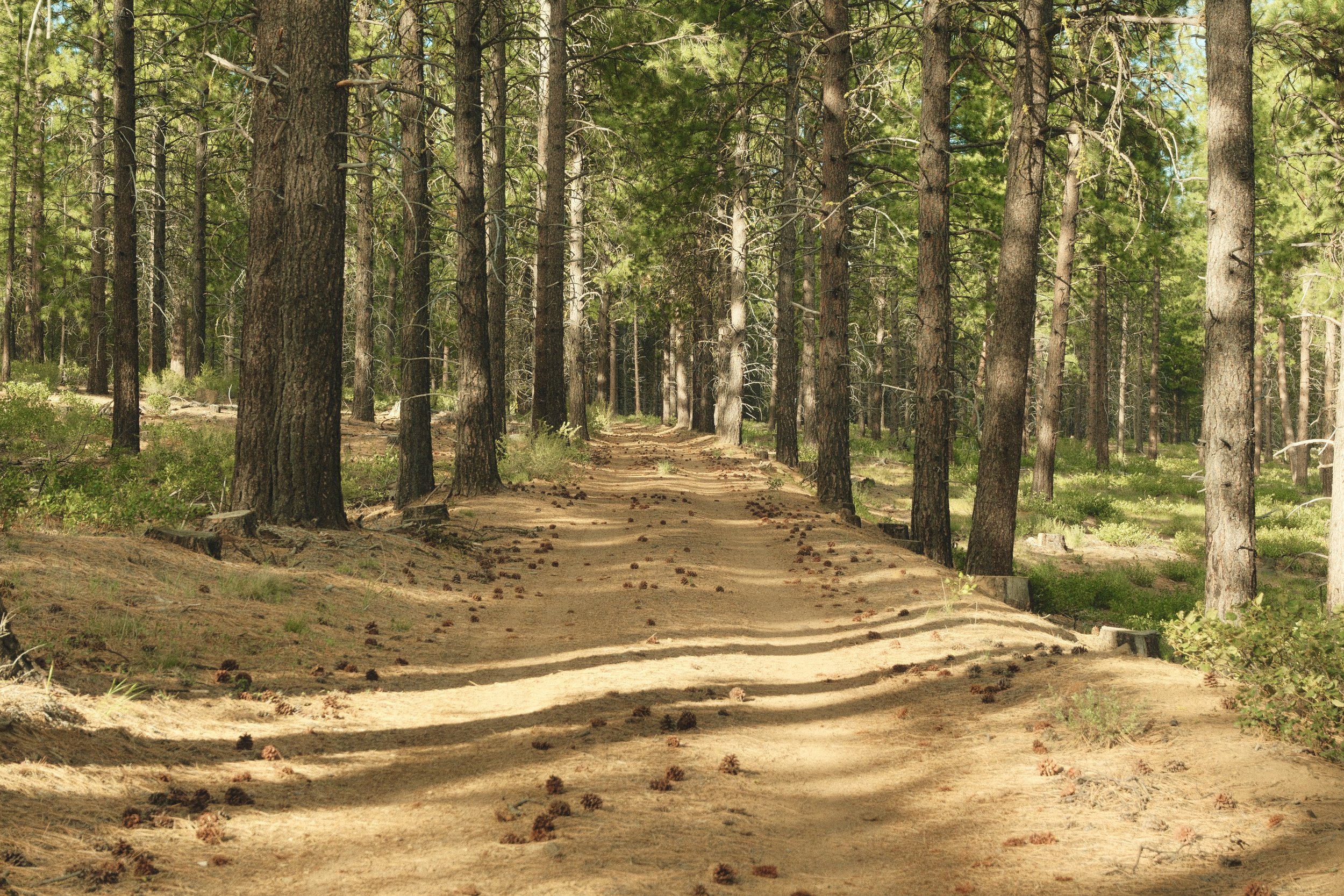 Thinking walks 