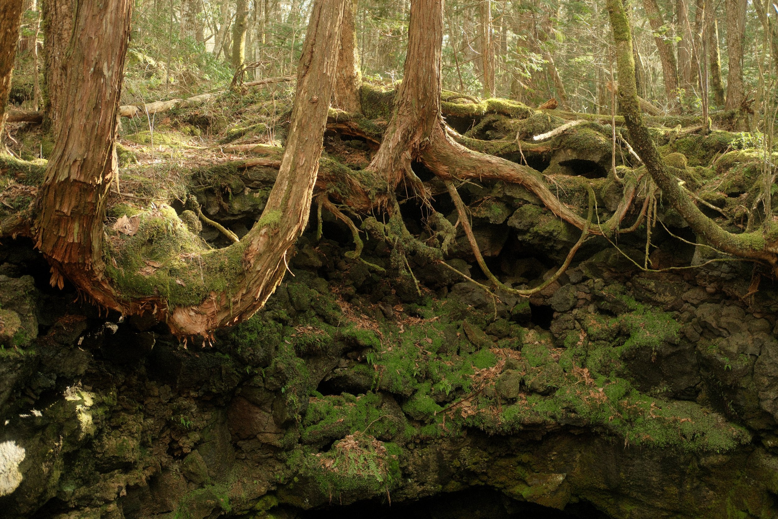 Exposed Roots, Japan