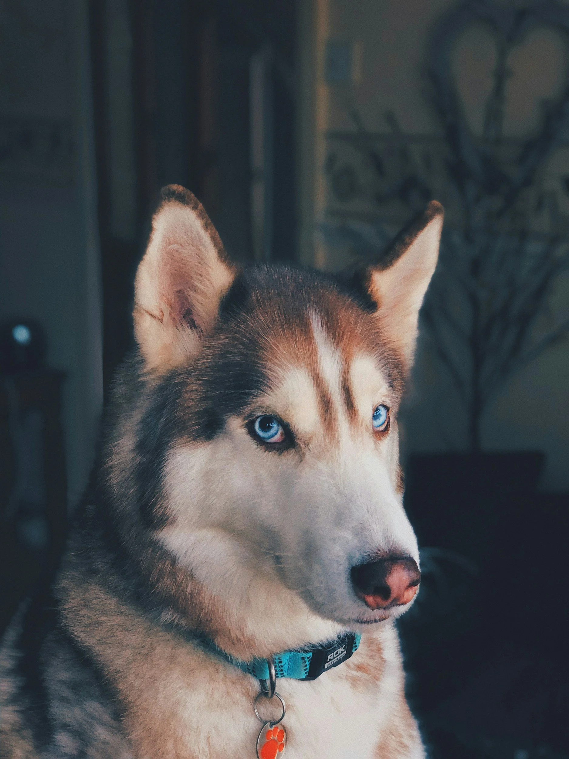 Close-up of a Siberian Husky with blue eyes wearing a blue collar and an orange paw-shaped tag, indoors.
