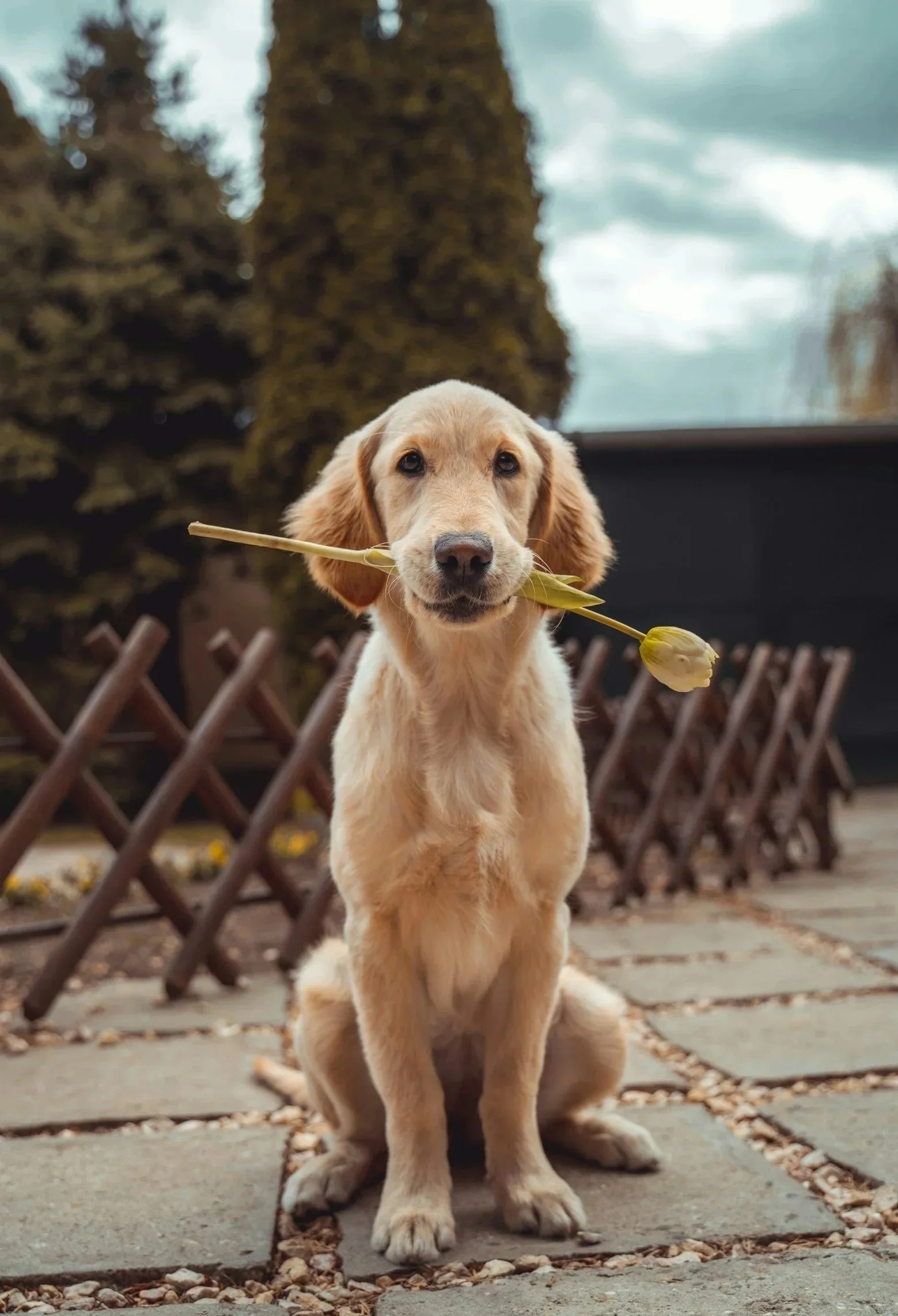 A cute light-colored puppy sitting on a stone paved walkway outdoors with a flower in its mouth, trees, and a cloudy sky in the background.