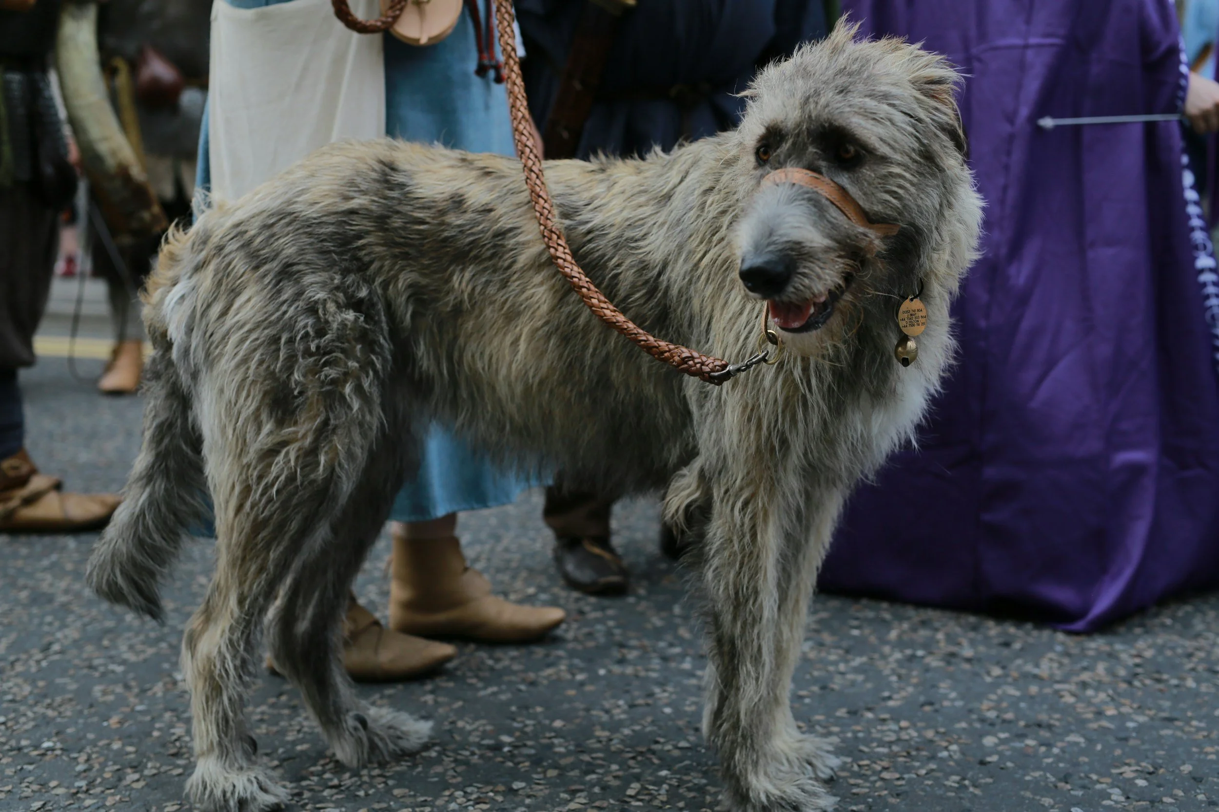 Large, fluffy dog with a wiry coat and a distinctive face, wearing a leather muzzle and a woven leash, standing among people in a crowded indoor space.