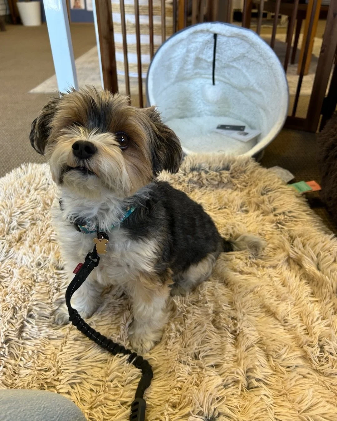 Paws and personality 🐾🐶

Meet Mochi, one of our regulars here at Pawsitively Bay Area. Small in size, but big in personality. Smart, spunky, and always keeping a curious eye on everything happening in the shop.

Today Mochi picked out his new cozy 