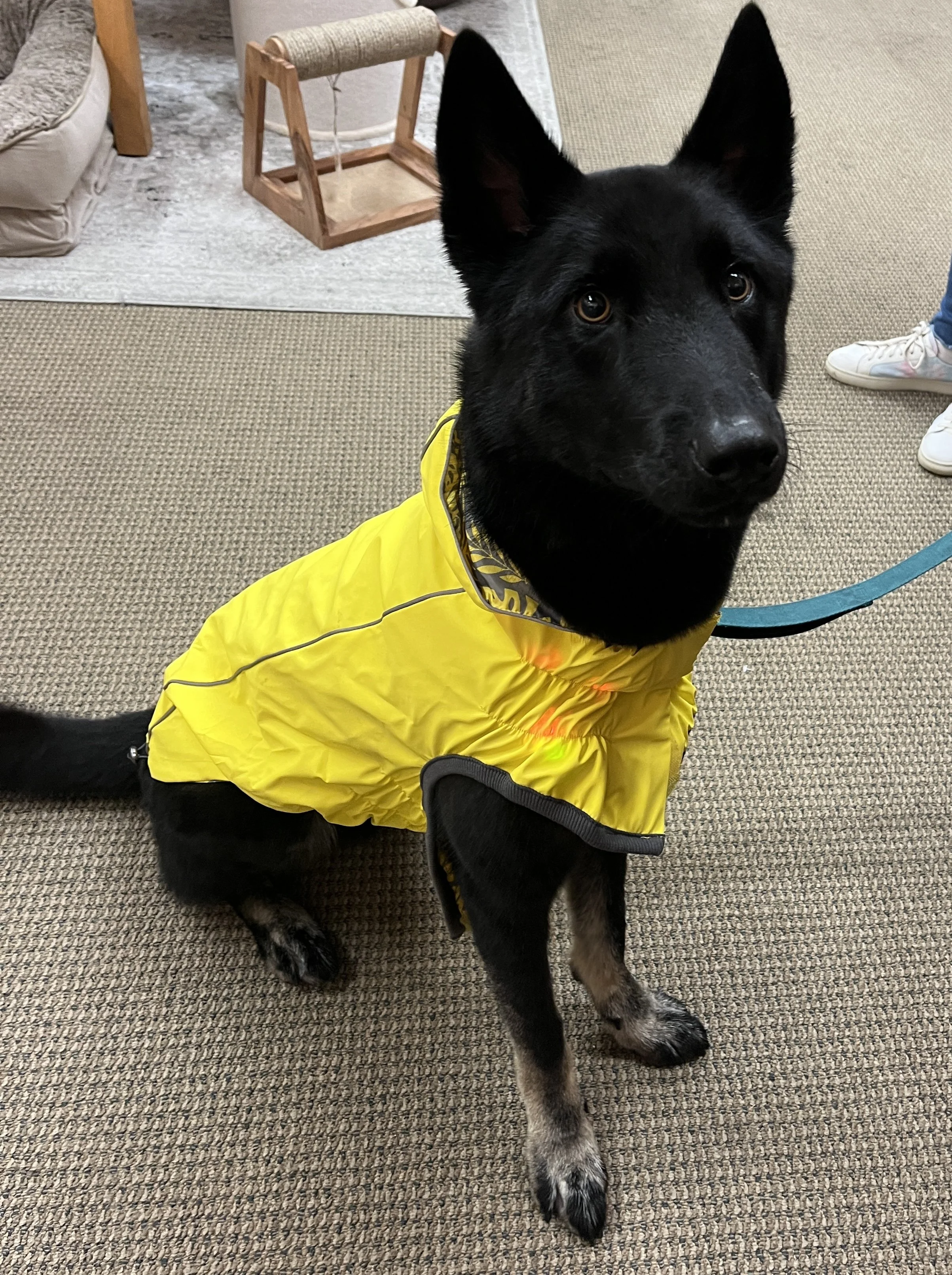 Black dog wearing a yellow raincoat, sitting on a carpeted floor in a room with furniture.