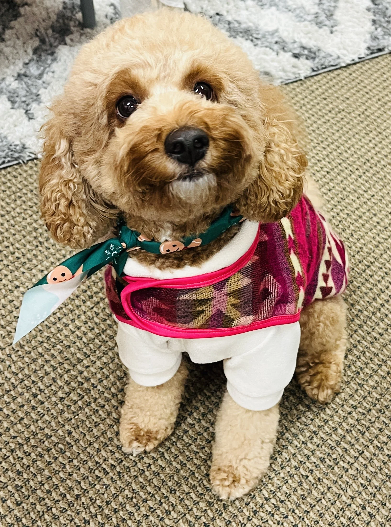 Cute brown poodle wearing a colorful sweater and white pants, sitting on a carpeted floor indoors.
