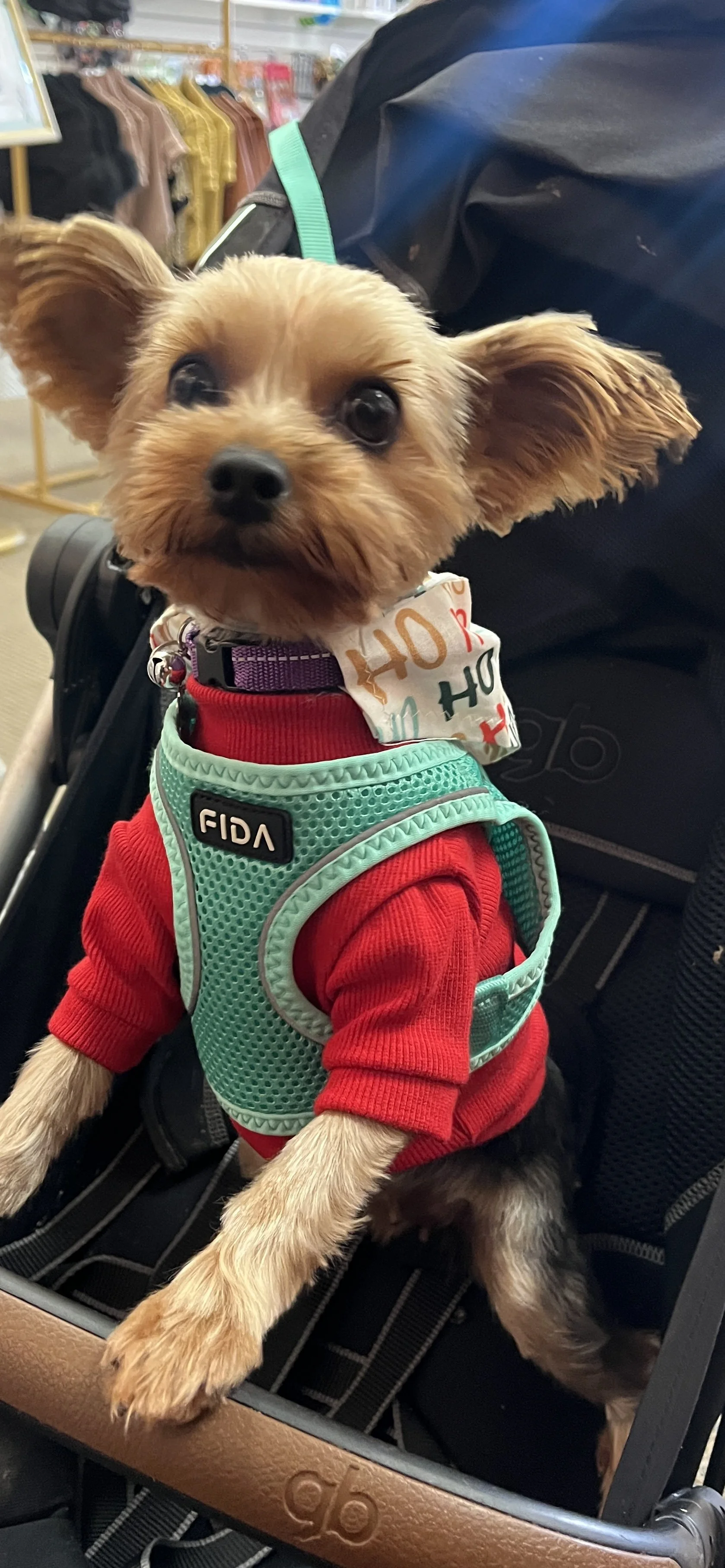 A small dog wearing a red sweater, a mint green harness with the name 'FIDA,' and a festive bandana around its neck, sitting in a stroller in a retail store.