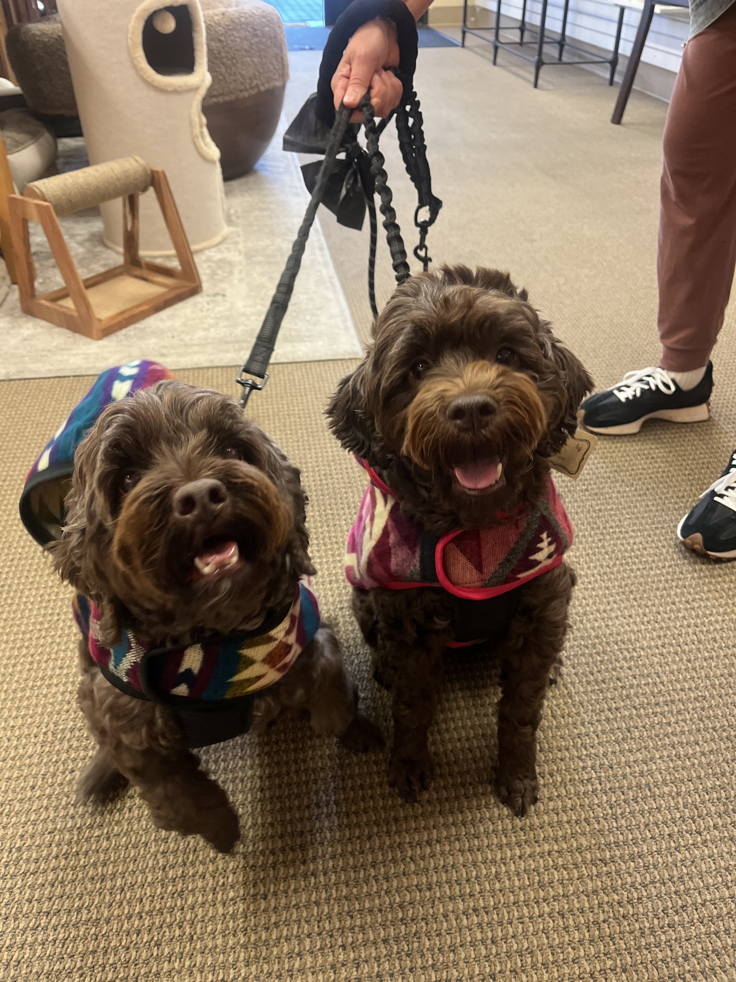 Two brown curly-haired dogs wearing colorful sweaters sitting on a carpeted floor, with a person holding their leashes behind them.