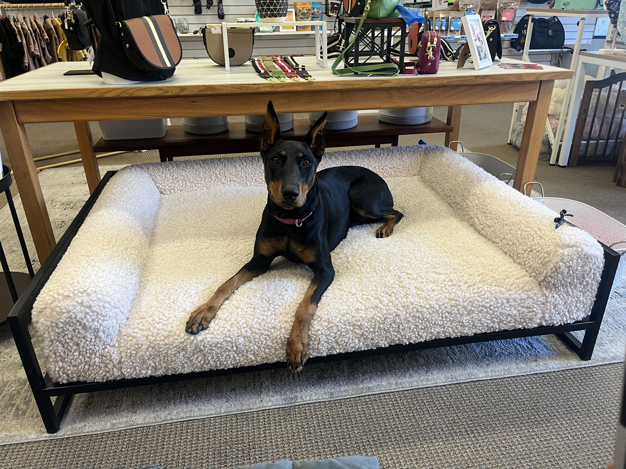 A black and tan dog lying on a plush, cream-colored bed inside a pet store.