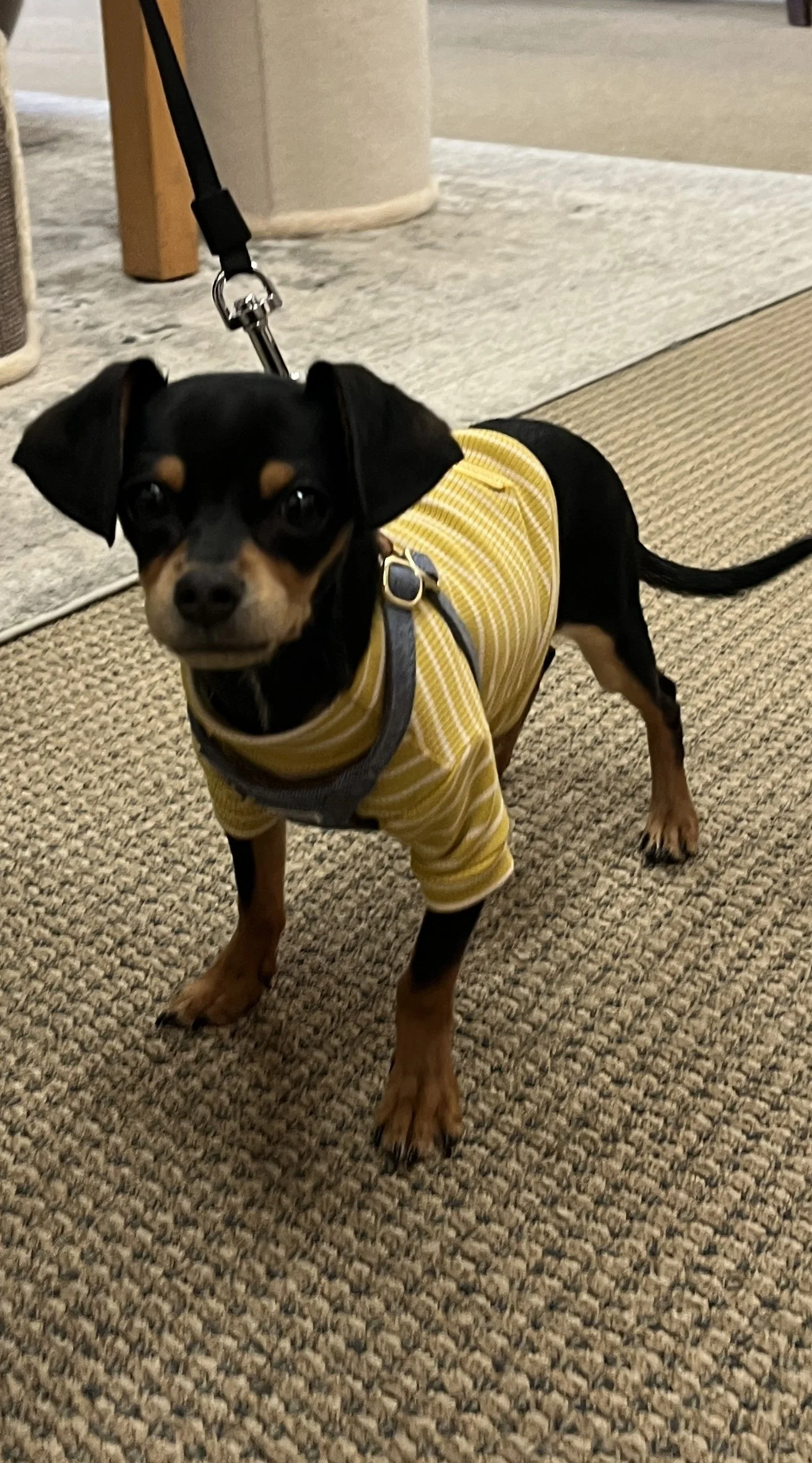 Small black and tan dog wearing a yellow striped shirt on a leash indoors.