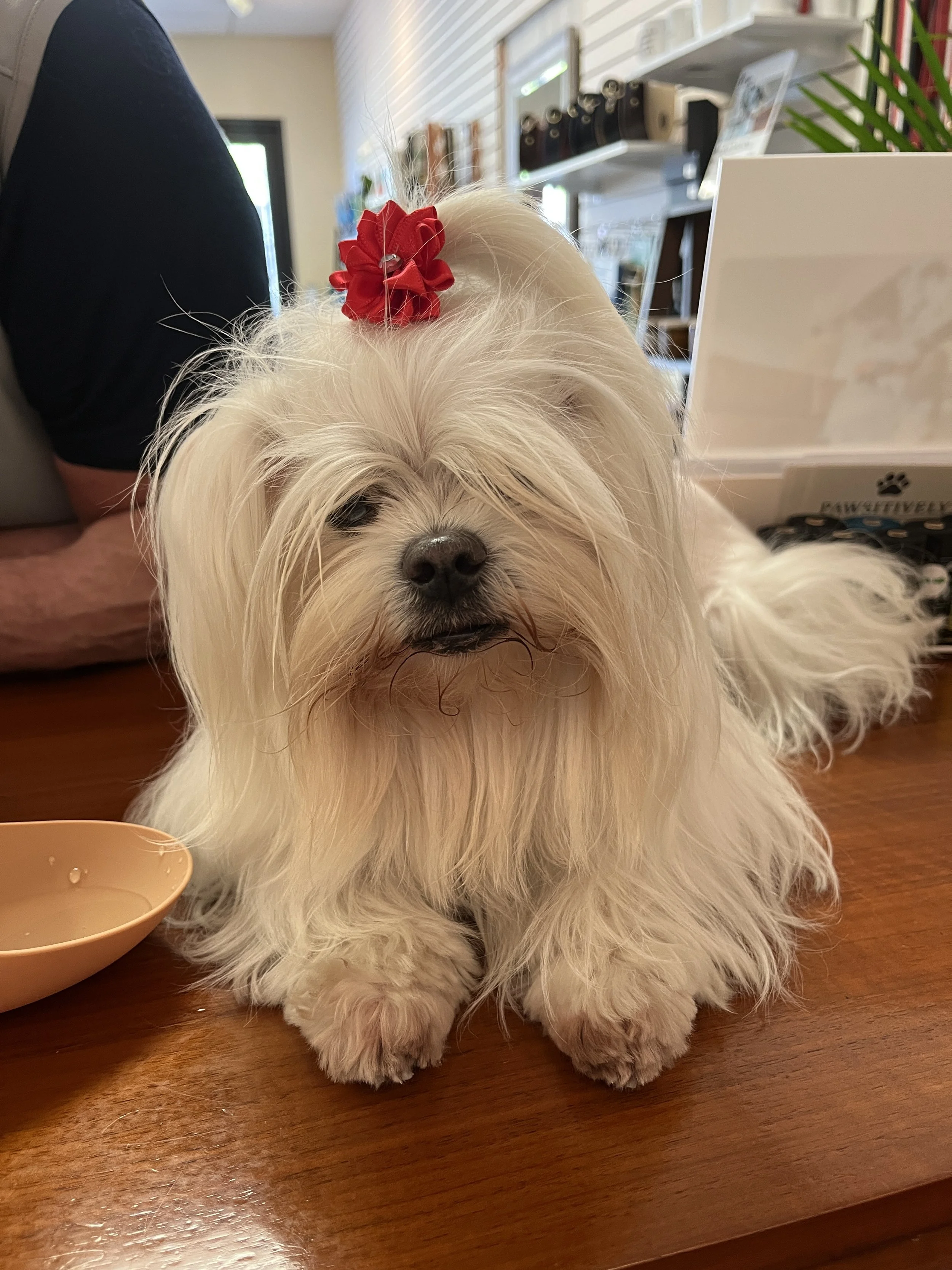 A small, fluffy, cream-colored dog with a red bow on its head sitting on a wooden table.