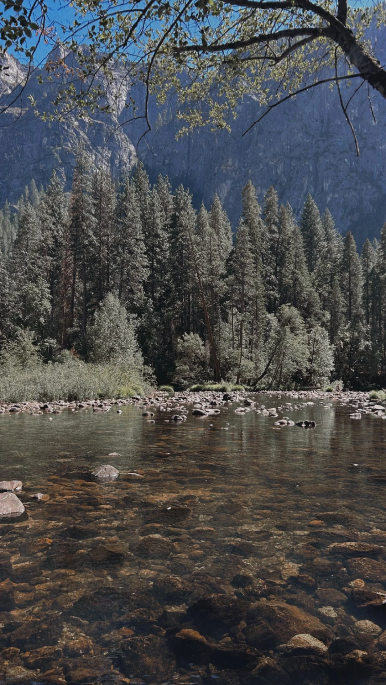 A forested area with tall pine trees along a rocky riverbank, with mountains and a clear blue sky in the background.