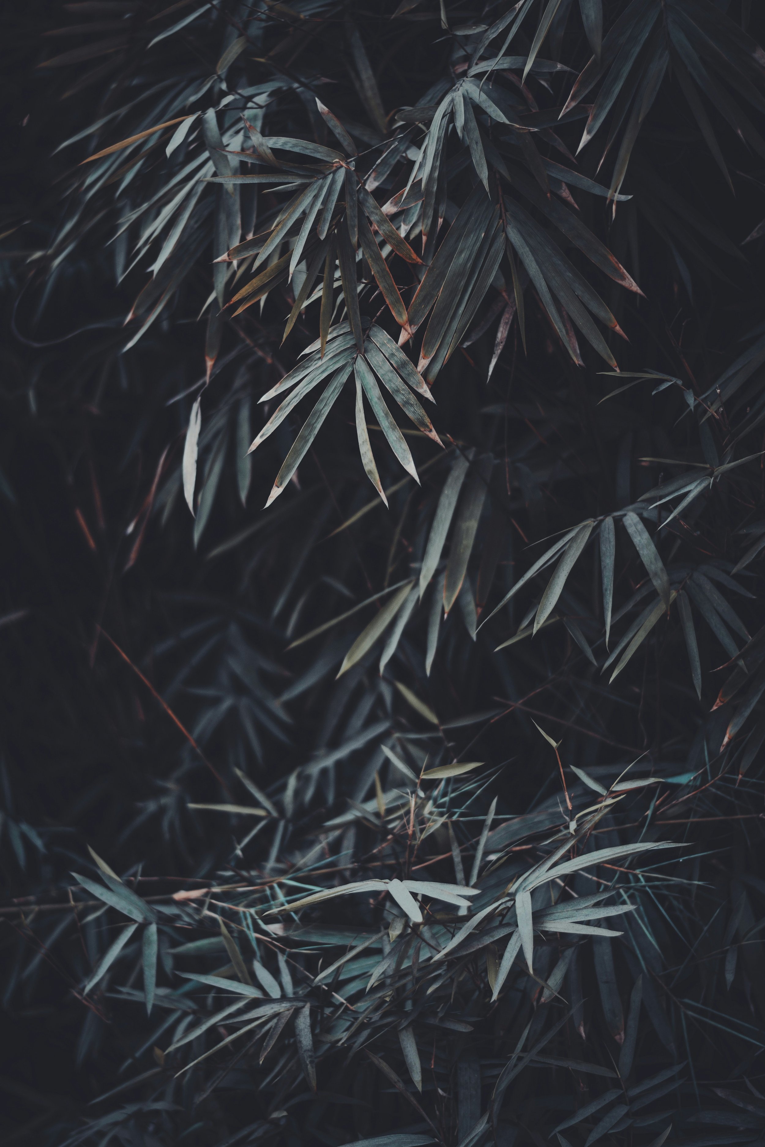 Dark-colored bamboo leaves with some reddish highlights, overlapping and creating a dense foliage pattern.