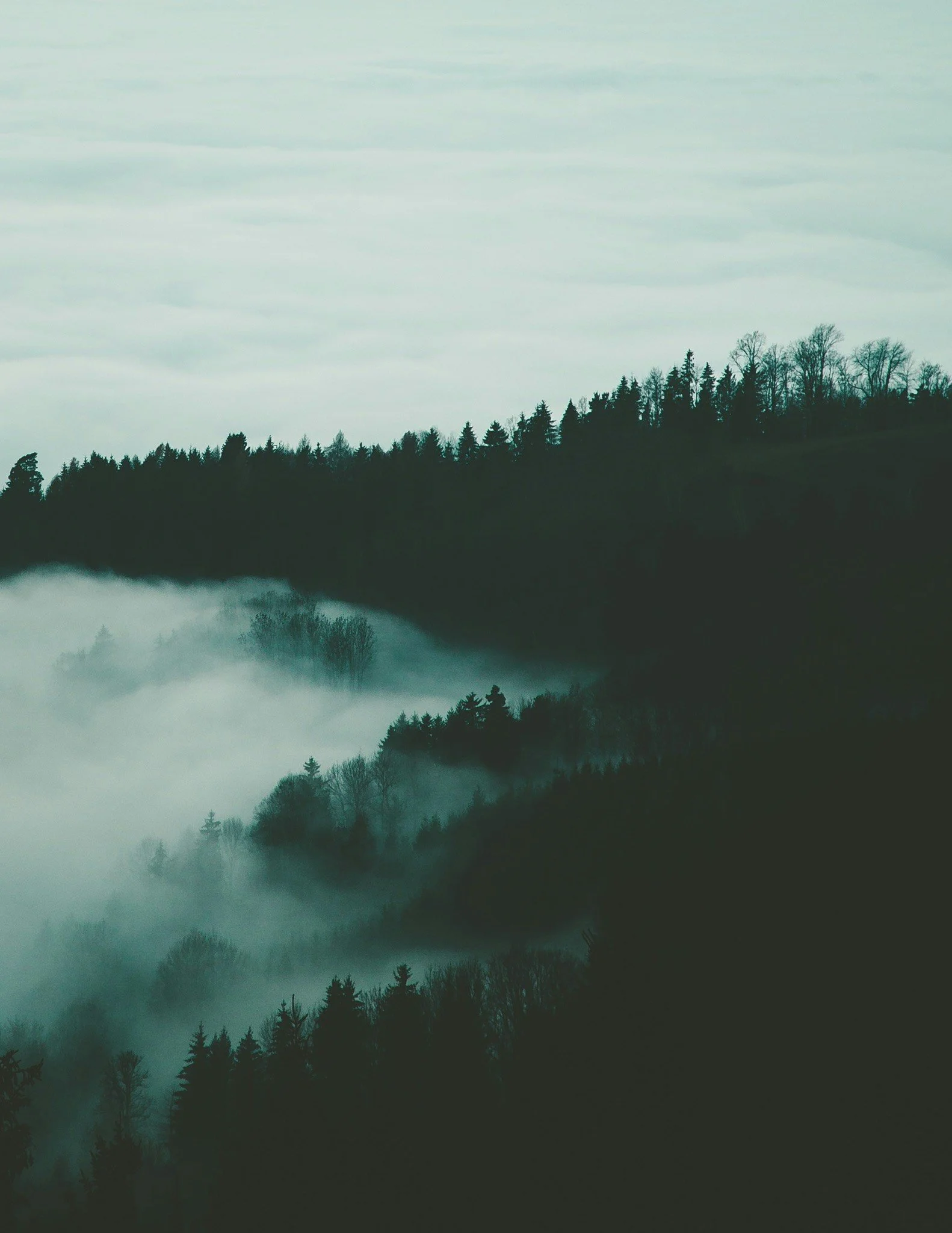 A foggy forest with tall trees on a hillside, with mist in the lower part of the image.