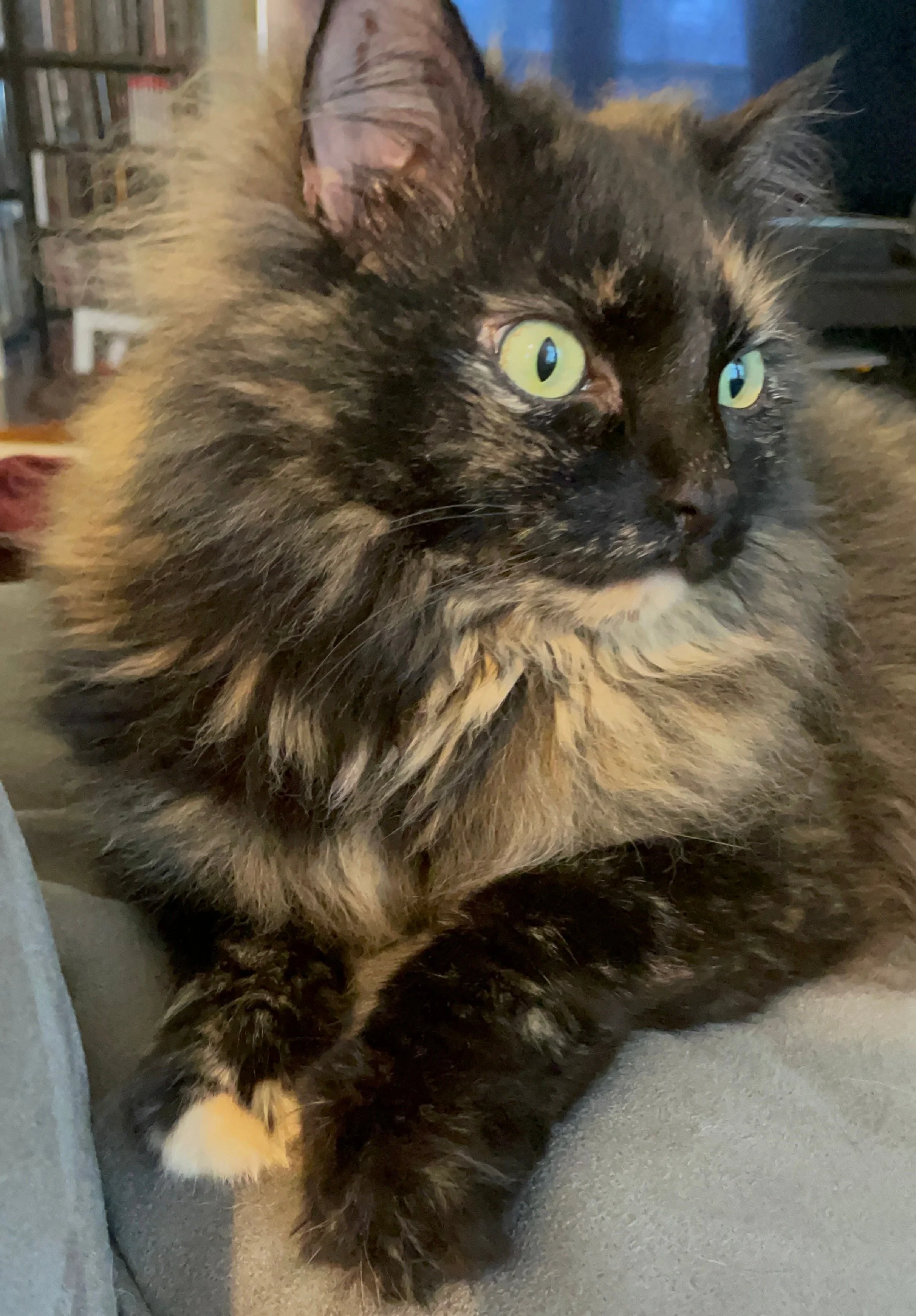 Close-up of a long-haired tortoiseshell cat with yellow-green eyes lying on a gray couch, with a bookshelf blurred in the background.