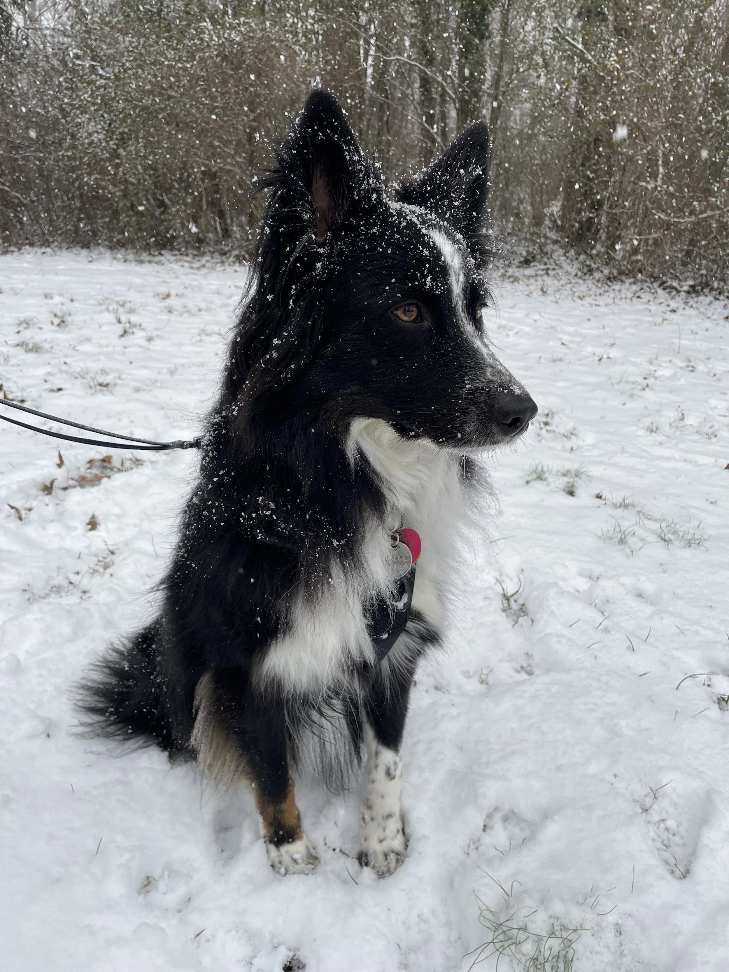 A black and white Border Collie sitting in snow with snow on its face and ears, surrounded by a winter landscape with snow-covered ground and trees.