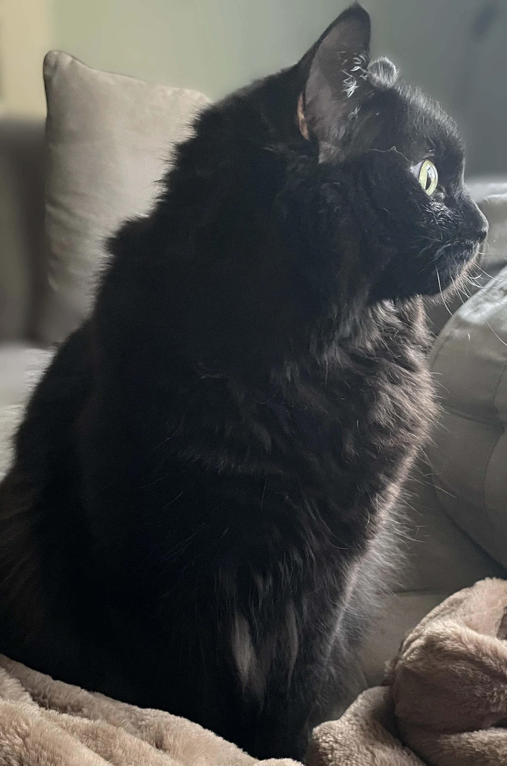 Profile view of a black cat with green eyes sitting on a cozy blanket near a beige pillow.