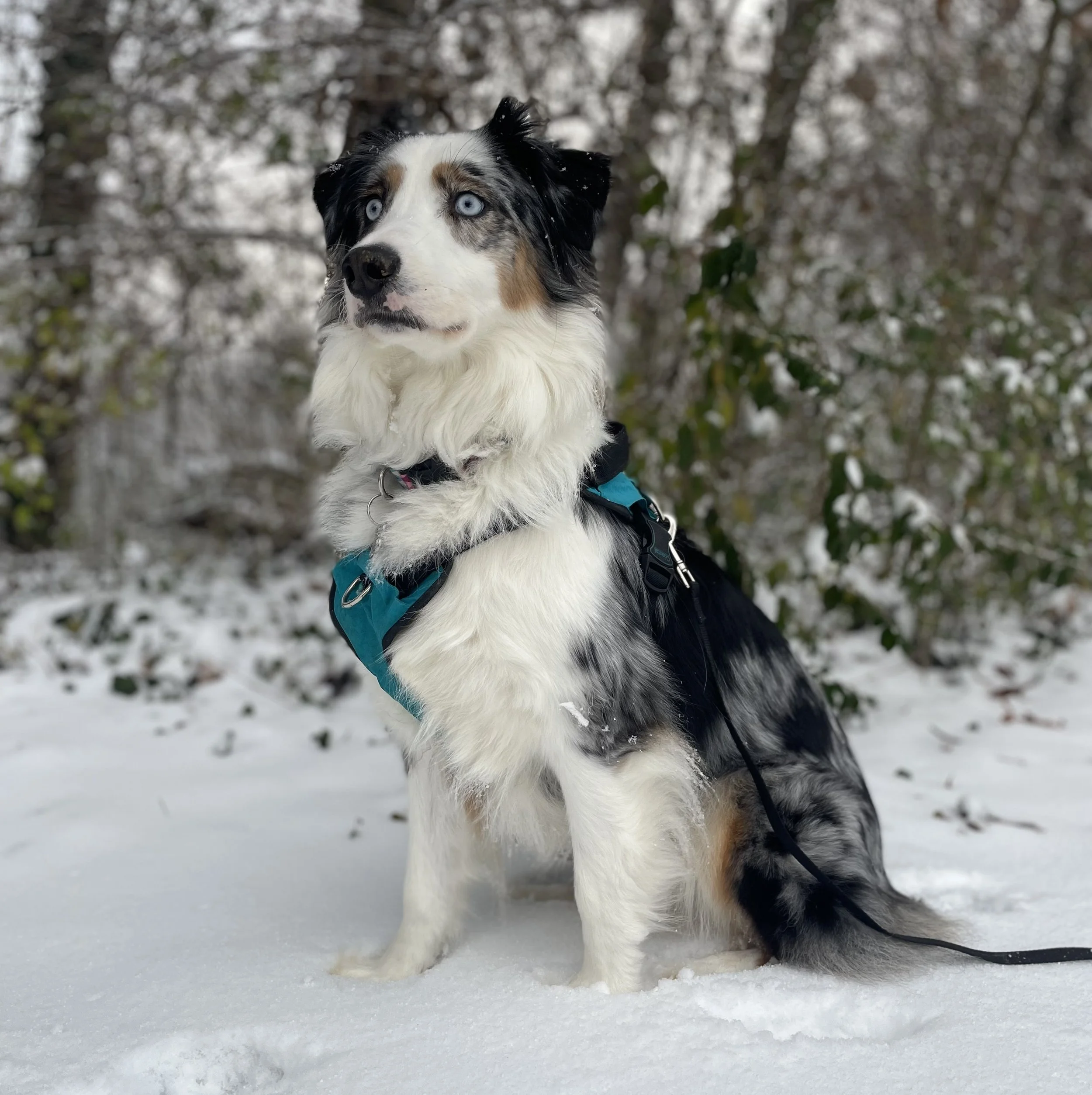 A black, white, and gray Australian Shepherd dog with blue eyes standing on snow in a winter landscape.