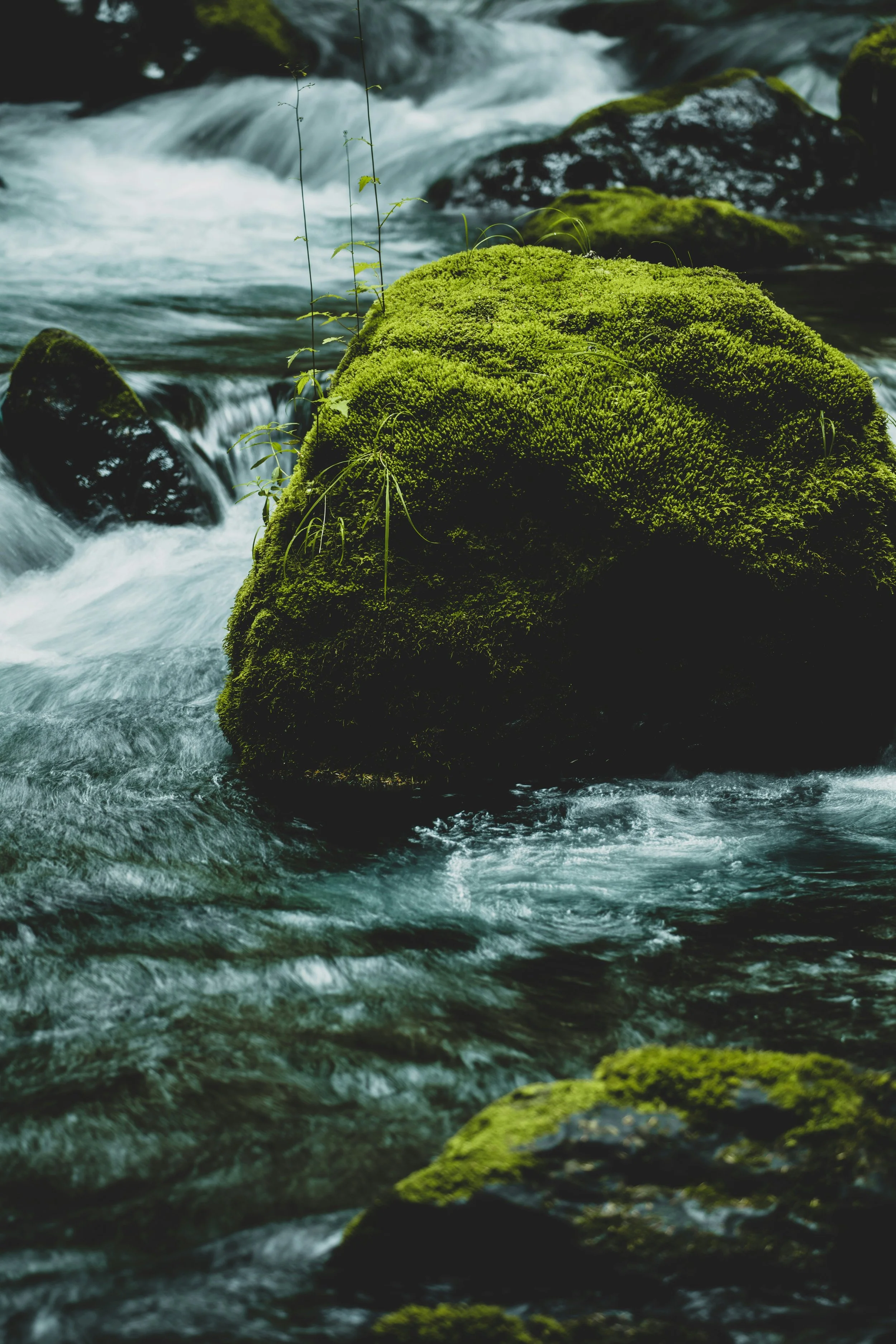 A moss-covered rock in a flowing stream with small plants growing on it, swirling water in the background.