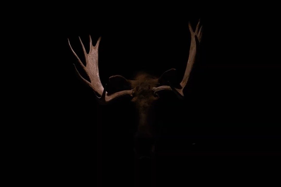 Mysterious bruce head.jpeg