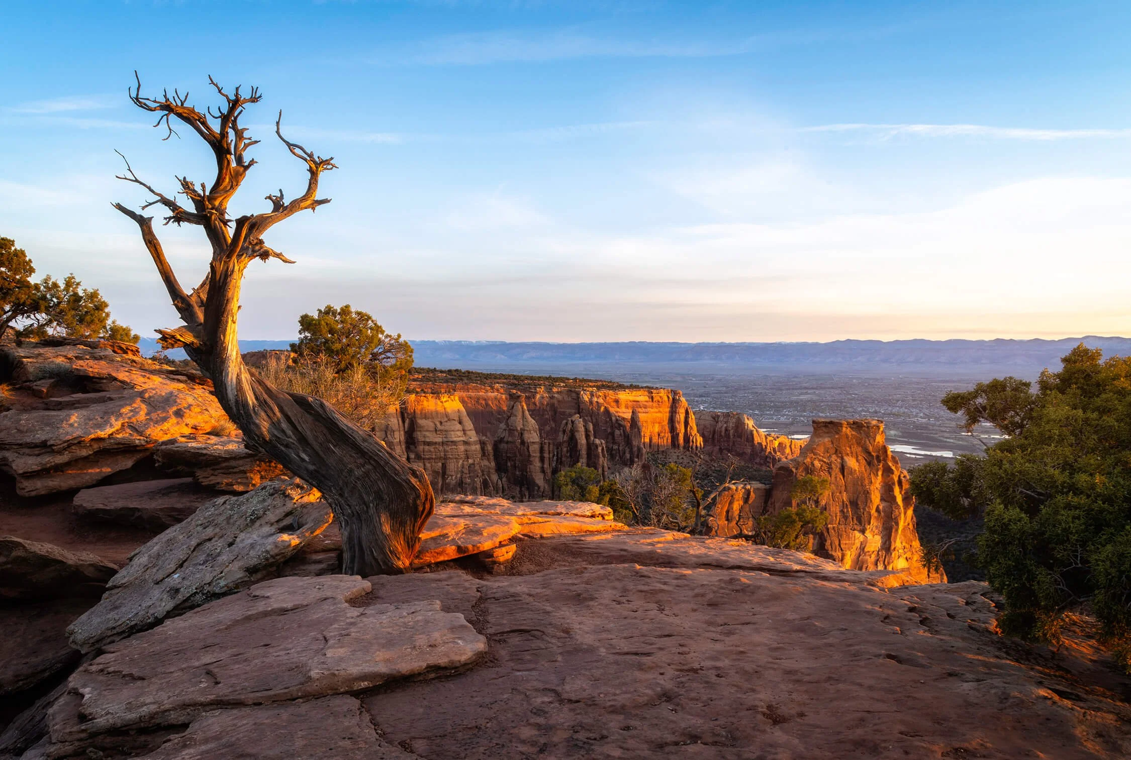 A barren, twisted tree on a rocky ledge overlooking a canyon at sunset, with smaller trees and a distant valley visible.