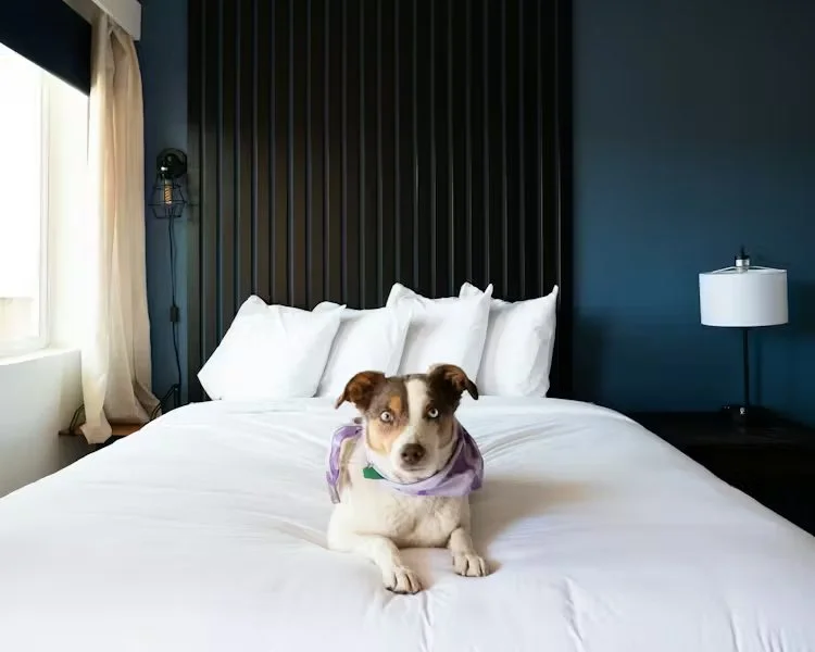 A small dog wearing a purple bandana lying on a neatly made white bed in a modern bedroom with dark vertical paneling on the wall, a window with curtains on the left, and a white lampshade on a nightstand on the right.