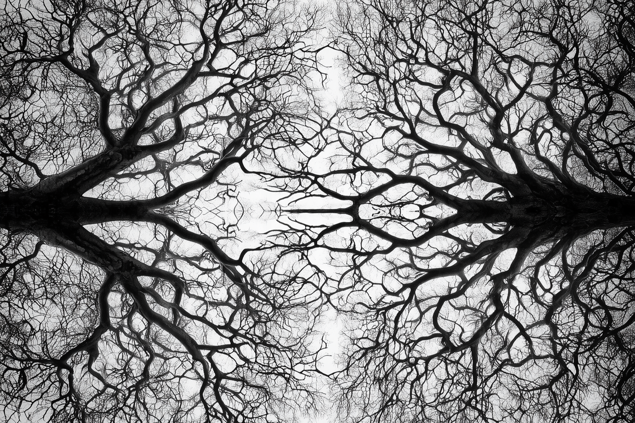 Mirror image of tree roots