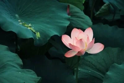 The Lotus