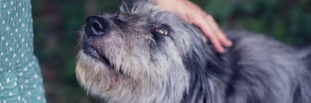 Teaching an Old Dog New Tricks