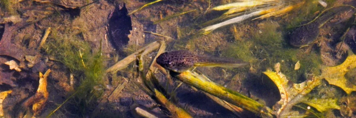 Catching Tadpoles