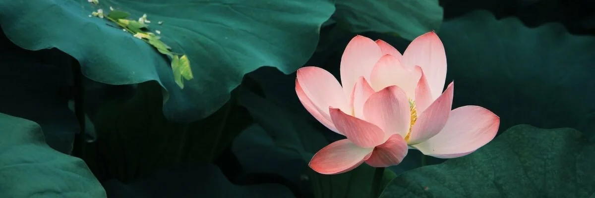 Satipatthana Sutta: the Body as Body