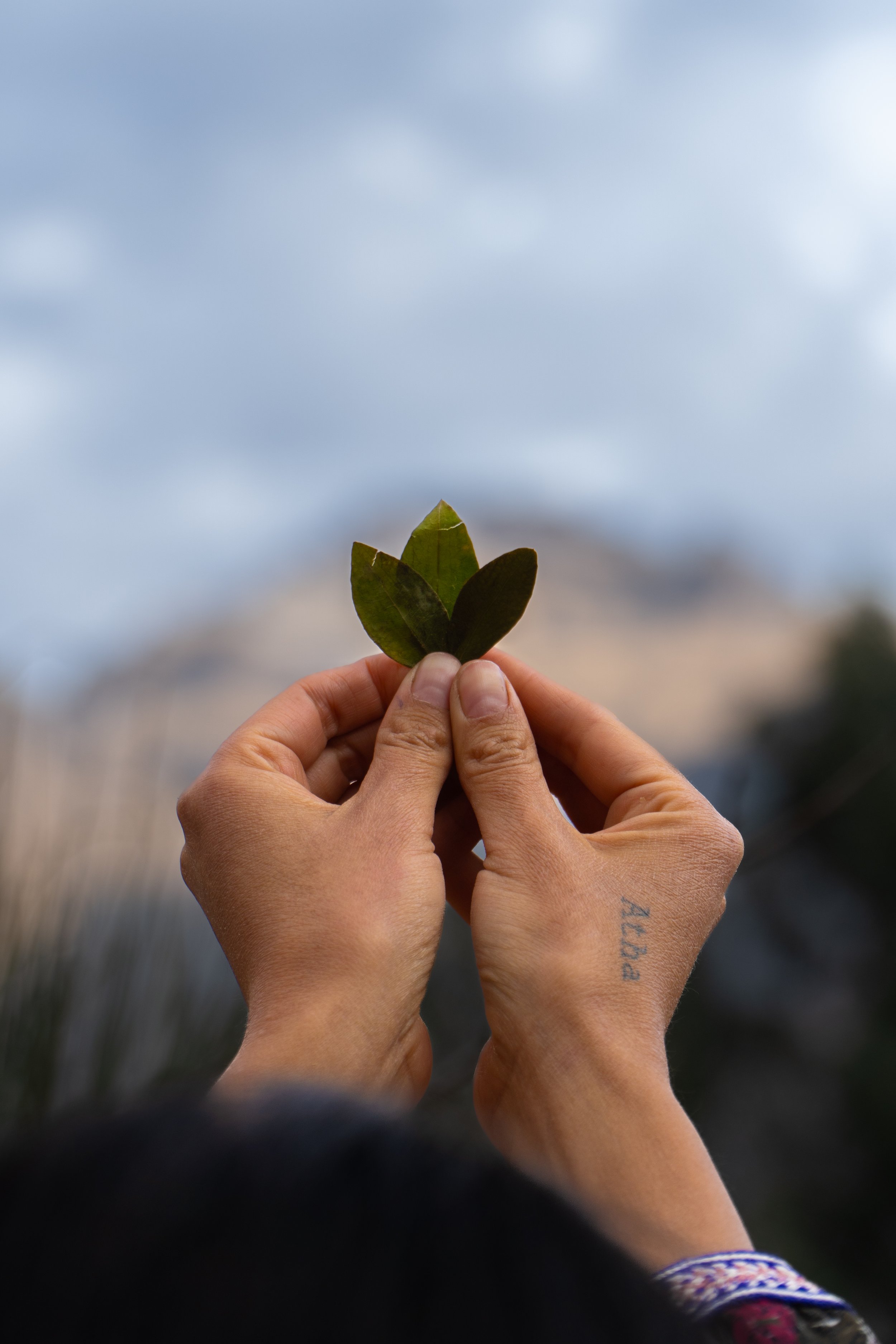 Person holding three green leaves against a blurred outdoor sky background.