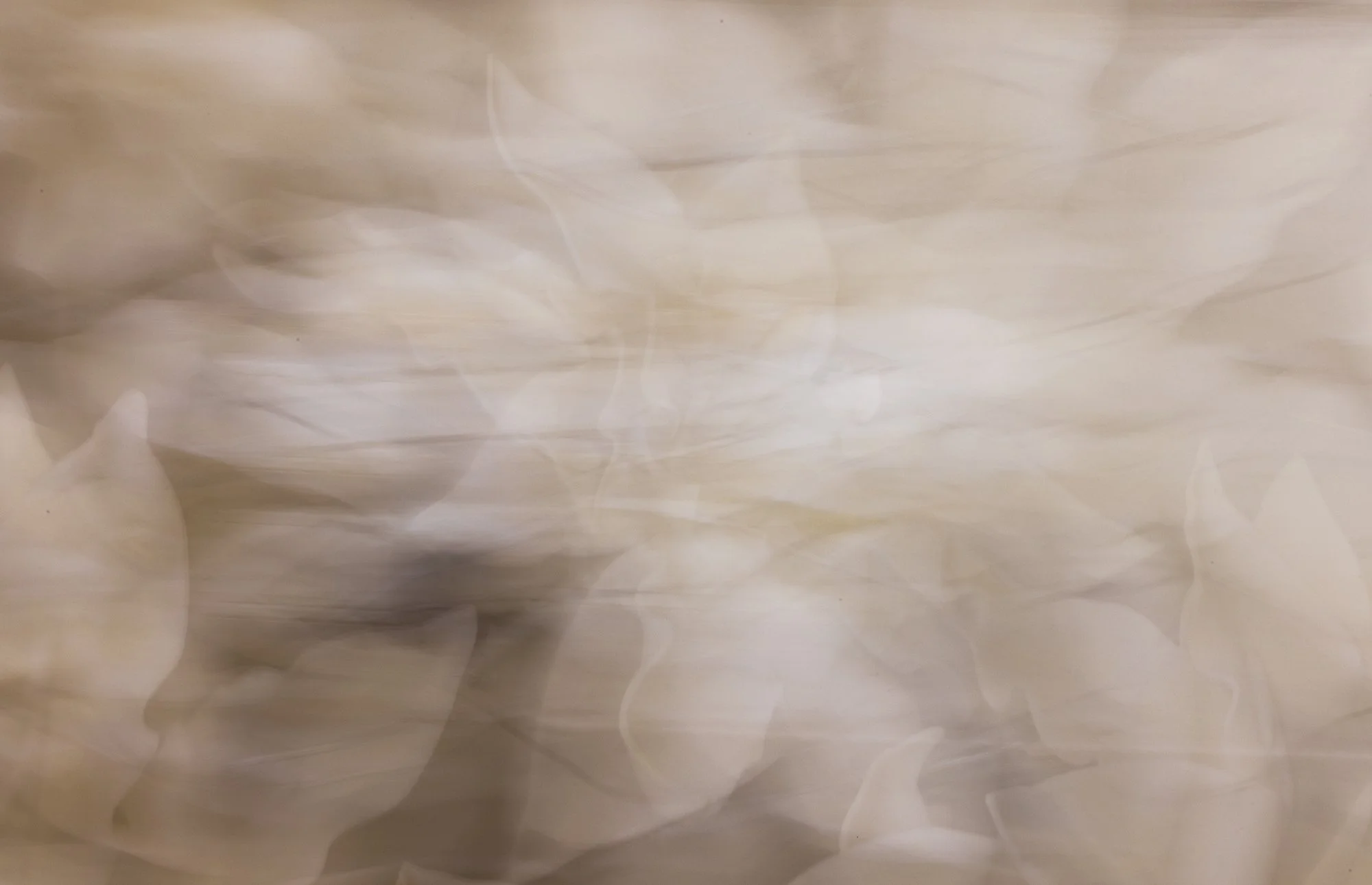 Blurred image of a white or light-colored abstract background with soft, flowing patterns.