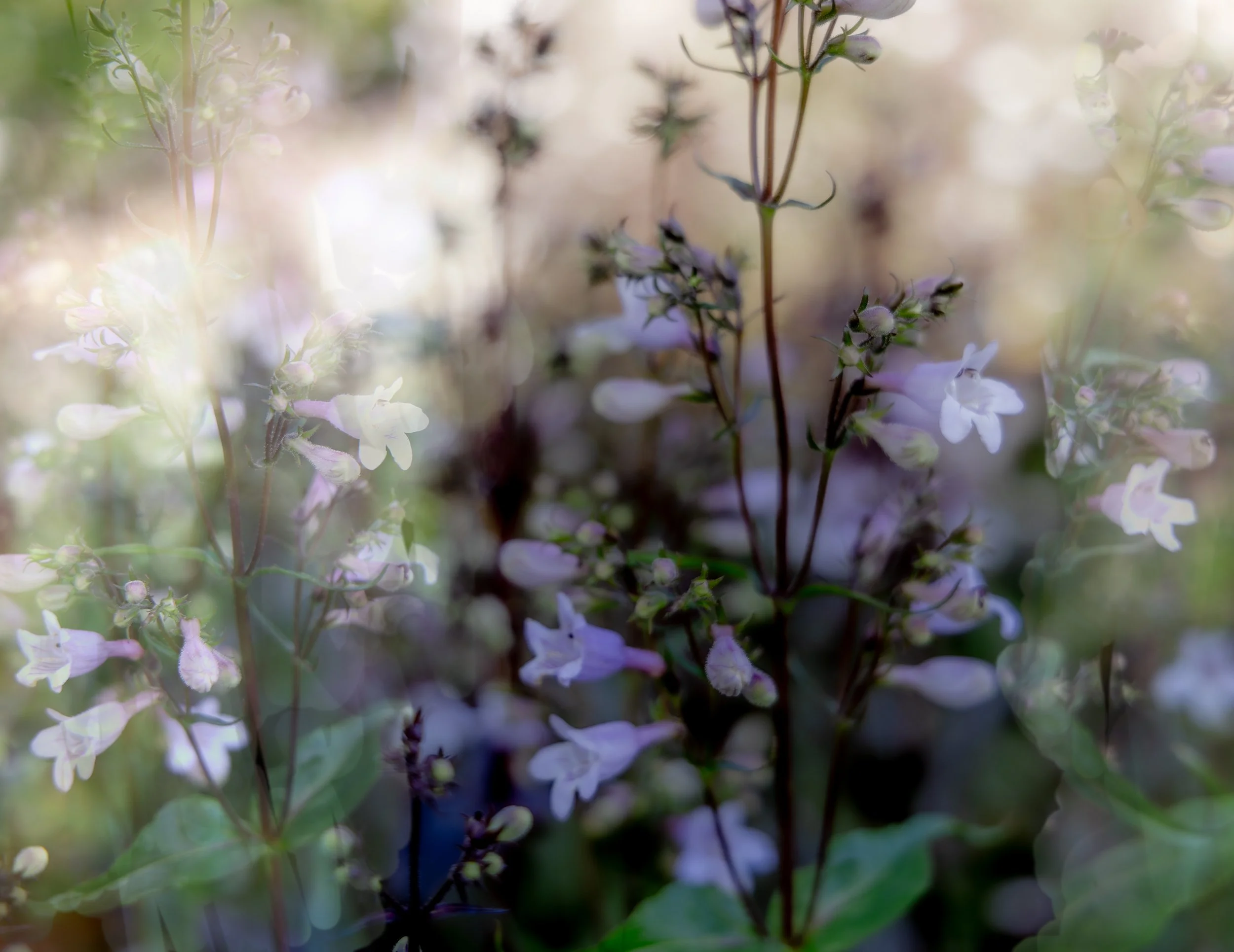 Close-up of small wildflowers with light purple and white petals, blurred background with hints of greenery.