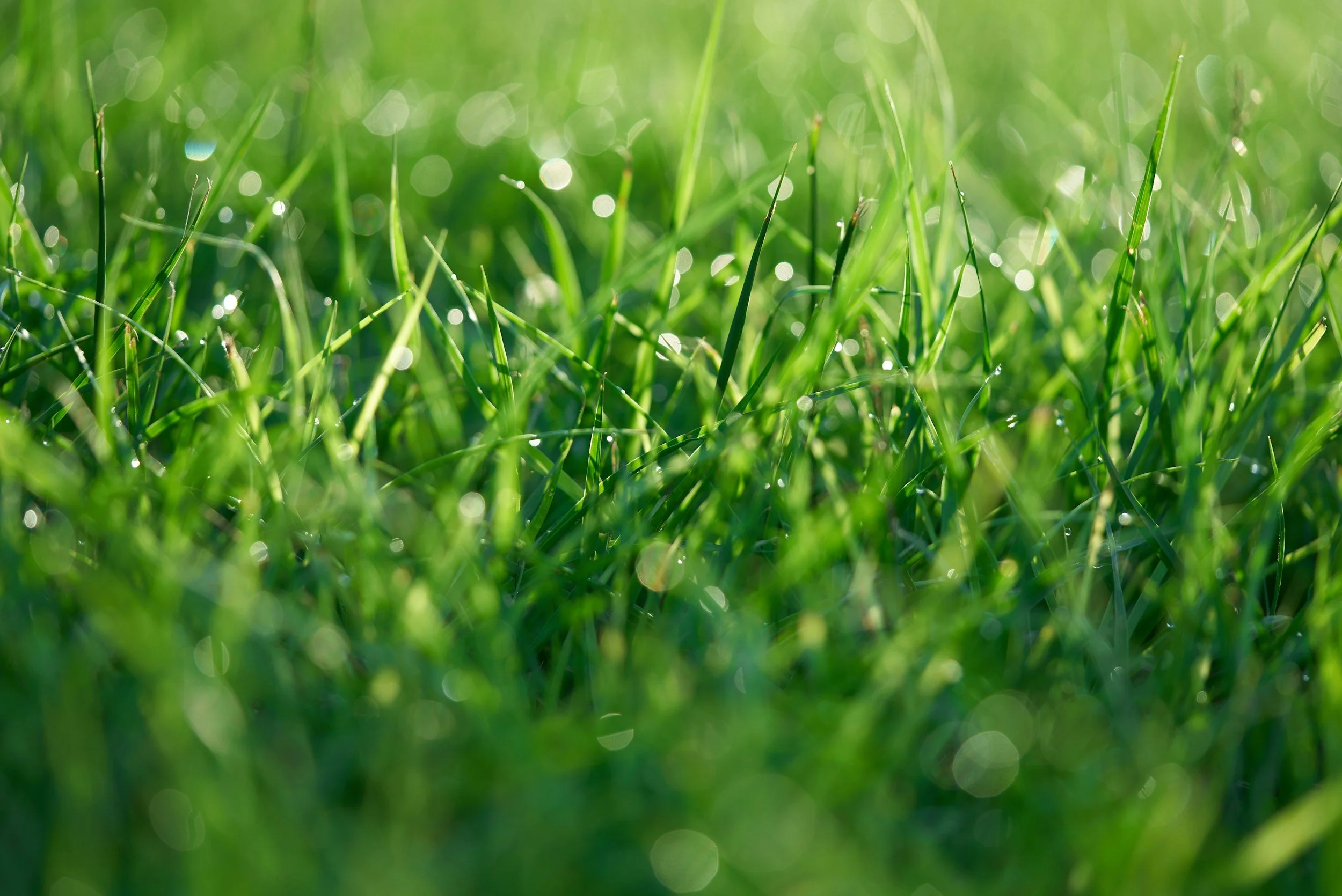 Close-up of fresh green grass with dew drops, sunlight creating bokeh in the background.