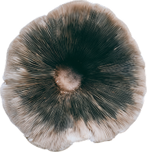 Close-up of a mushroom with a dark brown cap and radial gills.