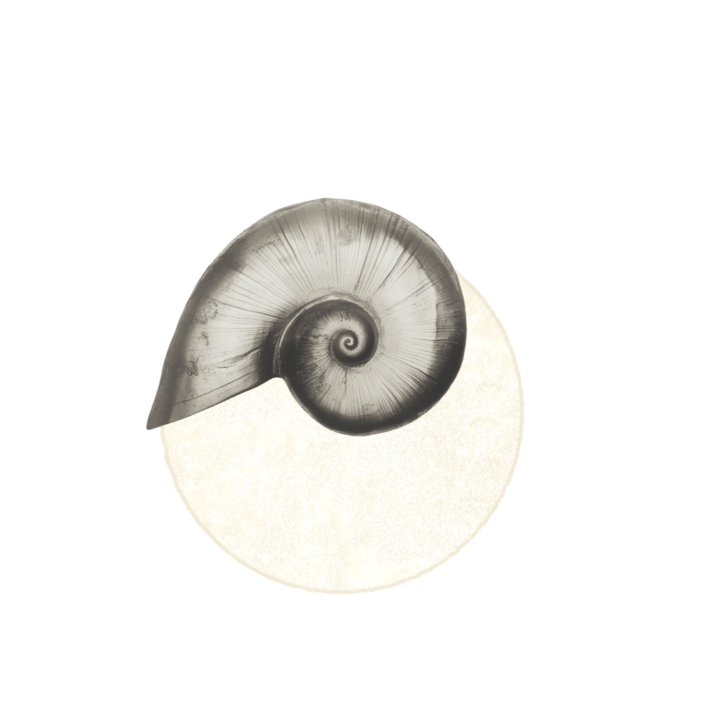 Black and white spiral seashell resting on a round white surface.