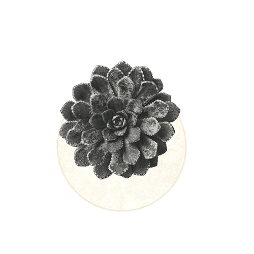 Black and white photo of a pine cone placed on a white surface against a black background.
