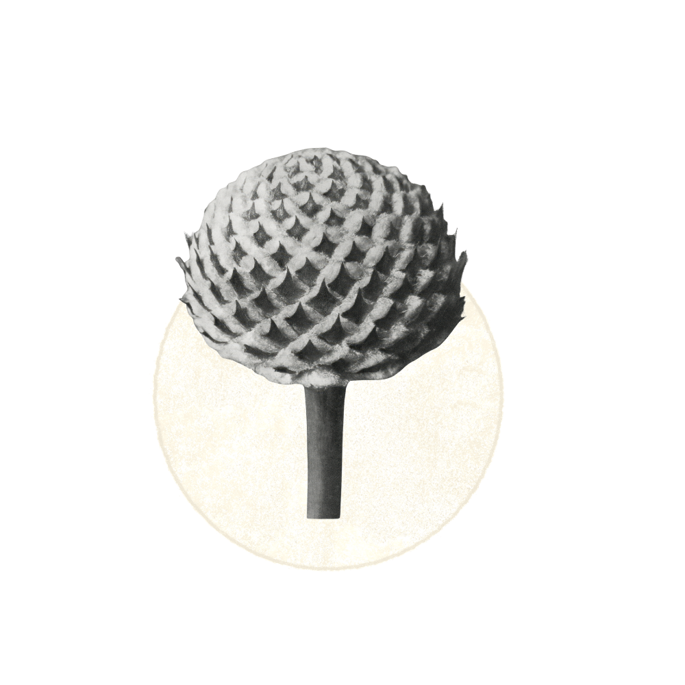 Black and white photograph of a large pinecone on a stick, with a white background.