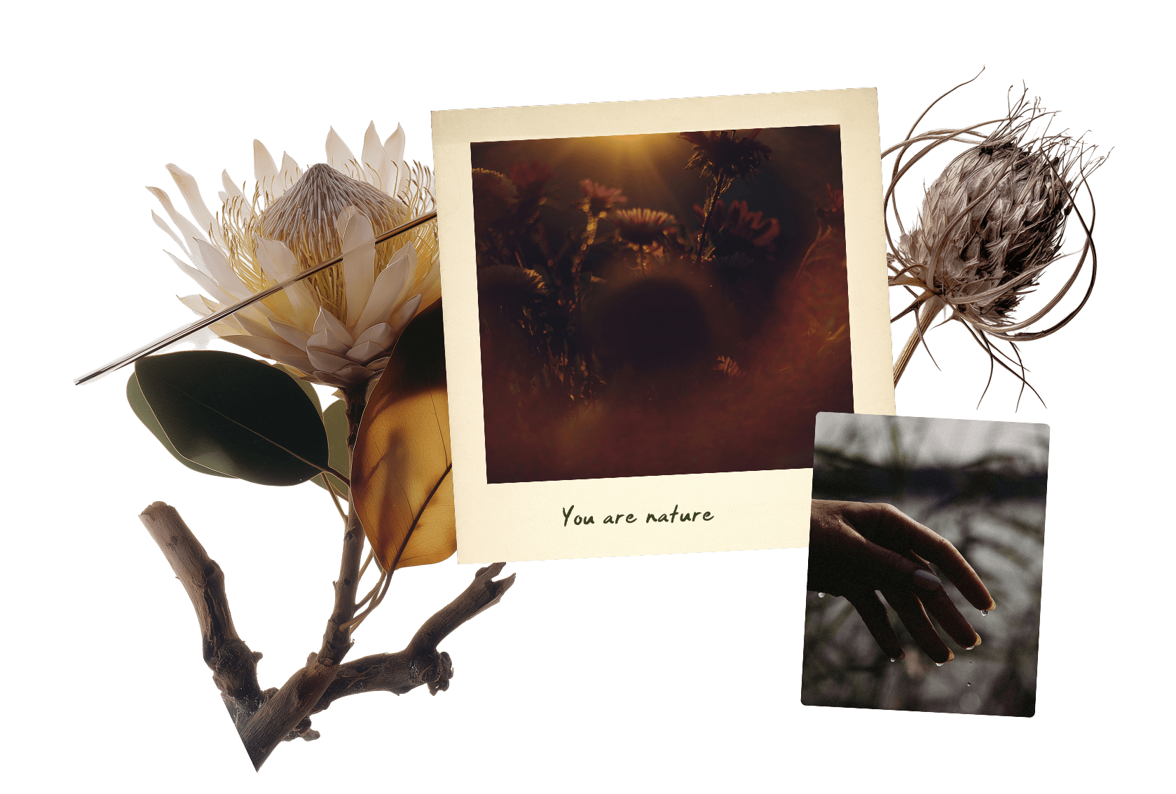 you are nature chelsea rose cotton individual coaching