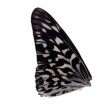 Close-up of a black and white butterfly with detailed wing patterns.