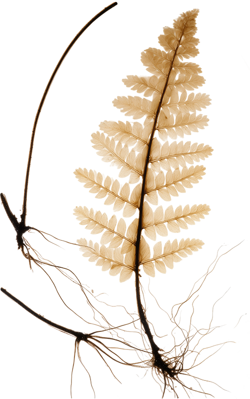 A dried fern leaf with light brown, delicate, feathery fronds.