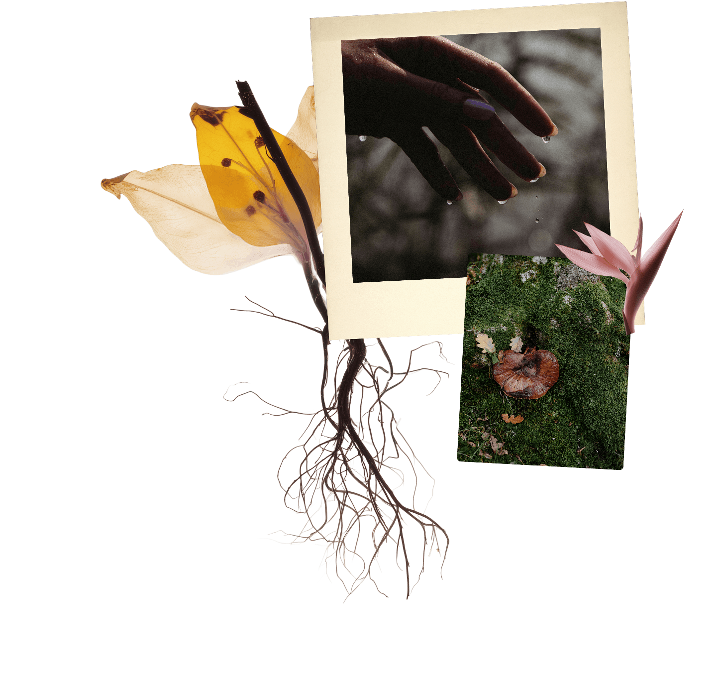 A collage of nature photographs and an anatomical illustration. It includes a photograph of a hand with droplets, a photo of mossy ground with a fungus and fallen leaves, a pink flower, and a floral illustration with yellow and white petals and dark stamens, all arranged on a black background.