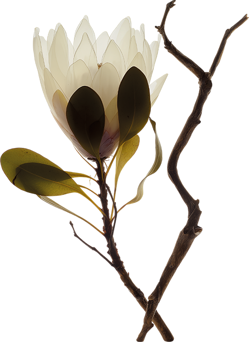 A flower with cream-colored petals and green leaves on a brown stem.