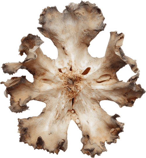 A cross-section of an animal's stomach, showing internal tissue and structure.