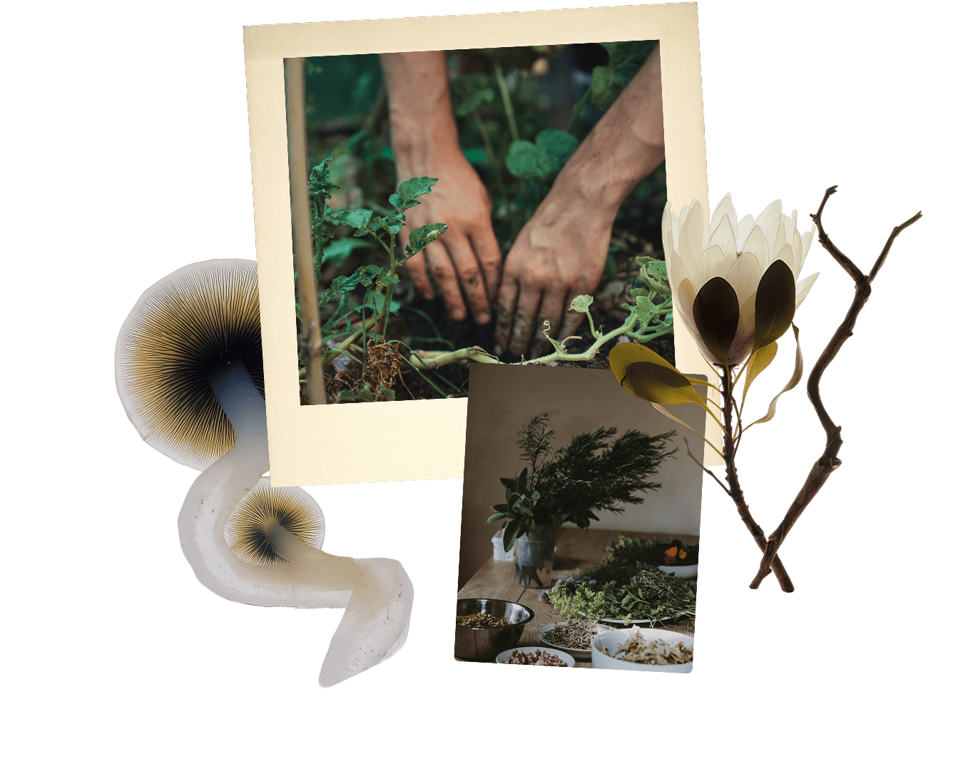 Collage with two photographs, flowers, and fungi on a black background. The main photo shows hands planting or working in soil with green plants. The second photo displays a plant arrangement and table with various herbs and dishes. Decorative elements include a large white mushroom and a wax flower with a branch.